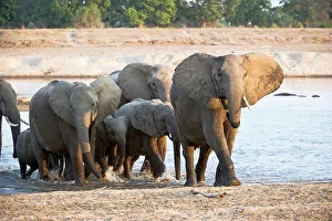 Elephant Calf Prints: Herd of African elephants (Loxodonta africana) wading through the Luangwa River