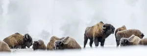 Yellow Stone Prints: Herd of American Bison (Bison bison) covered in early morning frost