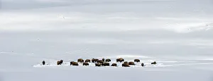 Yellow Stone Prints: A herd of American Bison (Bison bison) in deep snow in the Hayden Valley