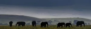 Nick Garbutt Prints: Herd of bull Elephants (Loxodonta africana) grazing early morning on the floor of the Ngorongoro Crater