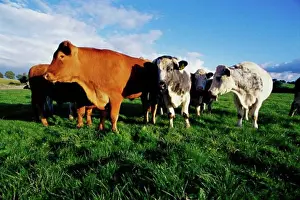 Herd Prints: Herd of cows in a meadow, Ireland