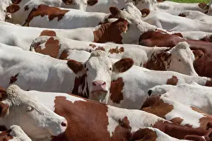 Speak Prints: Herd of Cows montbéliardes Park Jura France