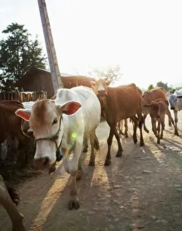 Herd Prints: Herd of cows walking on a dirt road, Myanmar