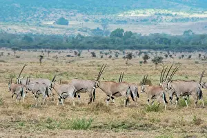 East Africa Prints: A herd of East African oryx (Oryx beisa) is walking through the grasslands at the Lewa Wildlife Conservancy in Kenya