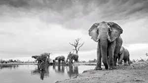 Wildlife Conservation Prints: Herd of elephant, Loxodonta Africana, stand around a waterhole