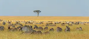 Woody Plant Prints: Herd of Plains zebras, Equus quagga