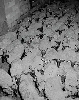 Brick Prints: Herd of sheep in enclosure