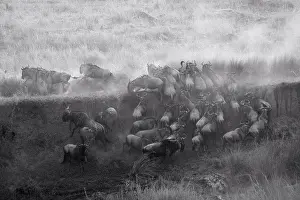 Wildebeest Prints: Herd of wildebeests in Kenya