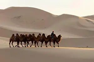 Evening Light Prints: A herder is riding Bactrian camels in the evening light at the Hongoryn Els sand dunes in the Gobi Desert in southern
