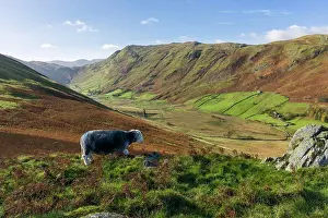 Lake District Prints: A Herdwick Sheep on Beda Fell with the Boredale Valley and Place Fell beyond in the Lake District National Park