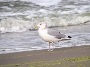 Sandigen Prints: Heringsmöwe, Larus argentatus, Altvogel im Wintergefieder an der Brandung des Strandes von Scheveningen