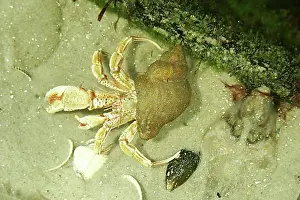 Exterior Photograph Prints: Hermit crab
