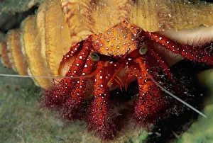 Southeast Prints: Hermit crab, Sabah, Malaysia, Borneo, Southeast Asia, Asia