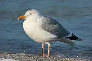 Seagull Prints: Herring Gull (Larus argentatus), Mecklenburg-Western Pomerania, Germany, Europe