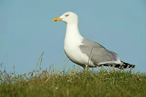 Good Weather Prints: Herring Gull (Larus argentatus)