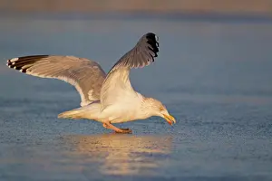 Frozen Prints: Herring Gull (Larus argentatus) adult