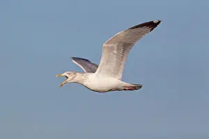 Call Prints: Herring Gull (Larus argentatus) adult