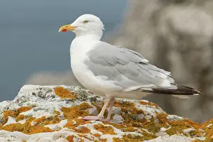 Ausflug Prints: Herring gull Larus argentatus resting on a rock