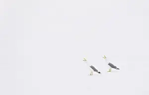 Speak Prints: Herring gulls crying in the snow Scandinavia