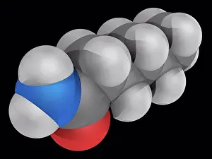 Matter Prints: Hexanamide capronamide, molecular model