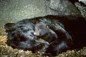Laying Prints: Hibernating mother black bear Ursus americanus with three_month old cub
