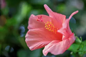 Rosy Prints: Hibiscus flower, close up