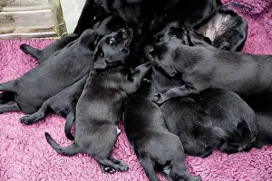 Point Of View Prints: High angle view of Black Labrador nursing puppies
