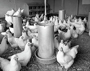 Feed Prints: High angle view of chickens in henhouse