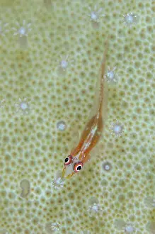Indian Ocean Prints: High angle view of a Common Ghost goby (Pleurosicya mossambica) on coral