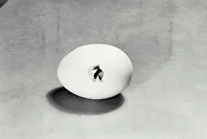 New Life Prints: High angle view of an egg hatching