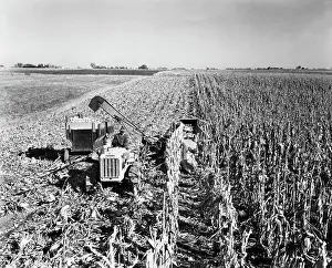 Tractor Prints: High angle view of a farmer harvesting corn with a combine in a field