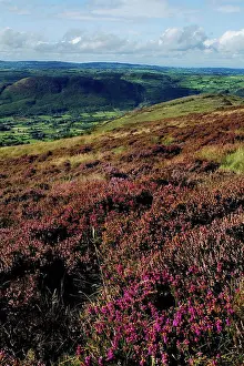 Northern Ireland Prints: High Angle View Of Flowers On A Mountain, Slieve Gullion, County Armagh, Northern Ireland