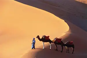 San D Prints: High angle view of man leading three camels through a desert