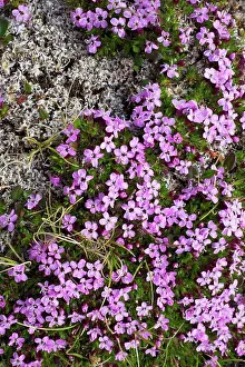 Norway Prints: High angle view of Moss Campion (Silene acaulis) flowers