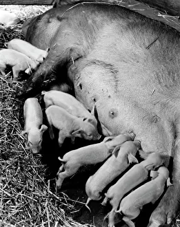 Feed Prints: High angle view of piglets eating