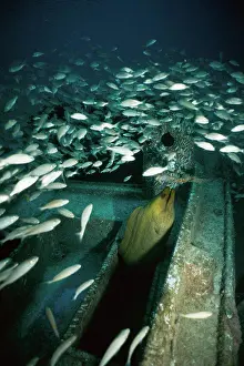 Sea Animal Prints: High angle view of a school of Green Moray Eel swimming underwater