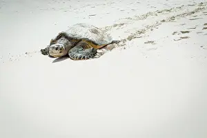 Sun Light Prints: High angle view of turtle crawling on sand at beach during sunny day, Seychelles