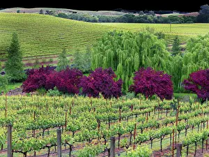 Vineyard Prints: High angle view of a vineyard, Napa Valley, California, USA