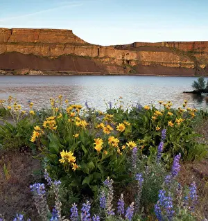 Bloom Prints: High ridge at sunset next to the campground at Banks Lake Washington