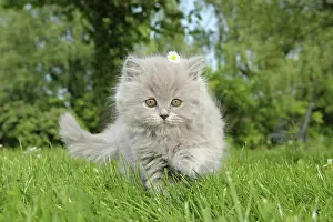 Kittens Prints: Highlander kitten on meadow