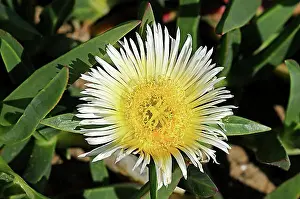 Highways Prints: Highway Ice Plant, Pigface, Hottentot Fig or Sour Fig (Carpobrotus edulis)