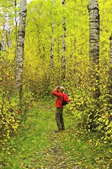 Cowboy Hats Prints: hiker bird watching on trail in deciduous forest