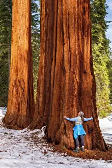 Model Release Prints: Hiker hugging a Giant Sequoia in the Mariposa Grove