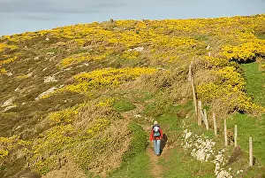 Closing Prints: Hiker on path, flowering broom, Pembrokeshire, Wales, United Kingdom, Europe