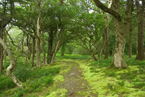 Vanishing Point Prints: Hiking trail near Muckross House, Killarney National Park, County Kerry, Ireland