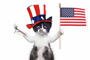 Independence Day Prints: Hilarious Kitten Celebrating the American Holiday 4th of July