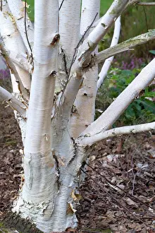 Woody Plant Prints: Himalayan birch (Betula utilis) Jacquemontii, bark, trunk in winter