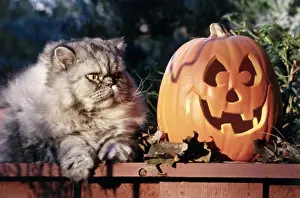 Halloween Prints: Himalayan Persian cat sitting near a jack o lantern on a table