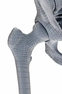 Whitebackground Prints: Hip Joint