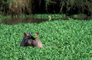 Hippo (Hippopotamus amphibius) in Grumeti River in amongst water Hyacinth